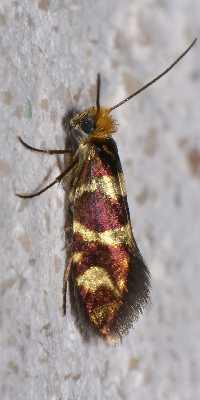 Micropterix sp?